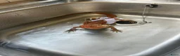 Bearded Dragon reptiles for sale: Stunning red bearded dragon with enclosure - Advert 5