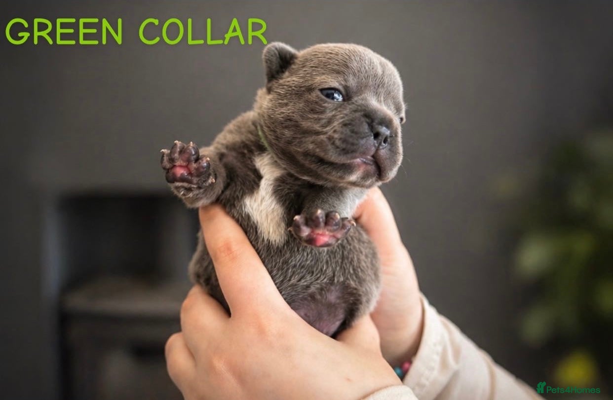 French Bulldog dogs ⭐️Health cleared KC registered French Bulldogs⭐️ - Advert 2