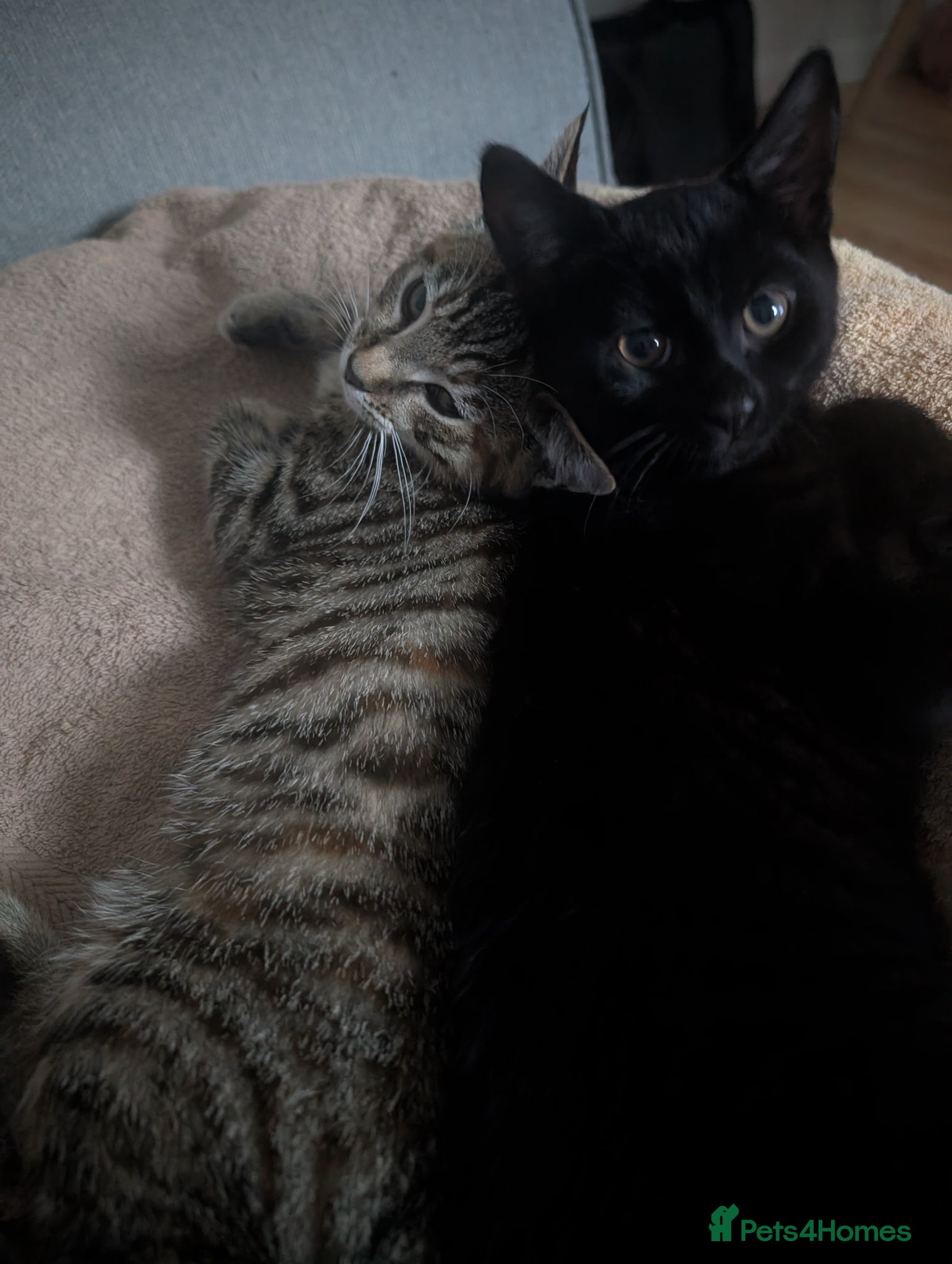 British Shorthair cats Ready in Pairs — 2 Beautiful BSH Kittens - Advert 12
