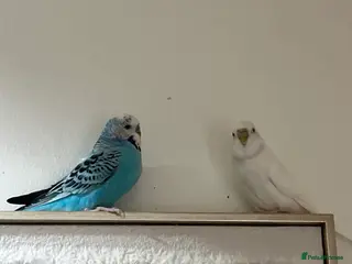Budgerigars birds 2 budgies male and female around 14 months old - Advert 3