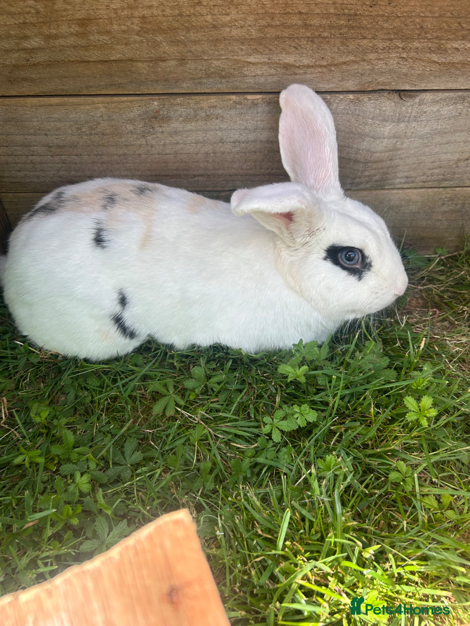French Lop rabbits Beautiful super friendly neutered male lop - Advert 2