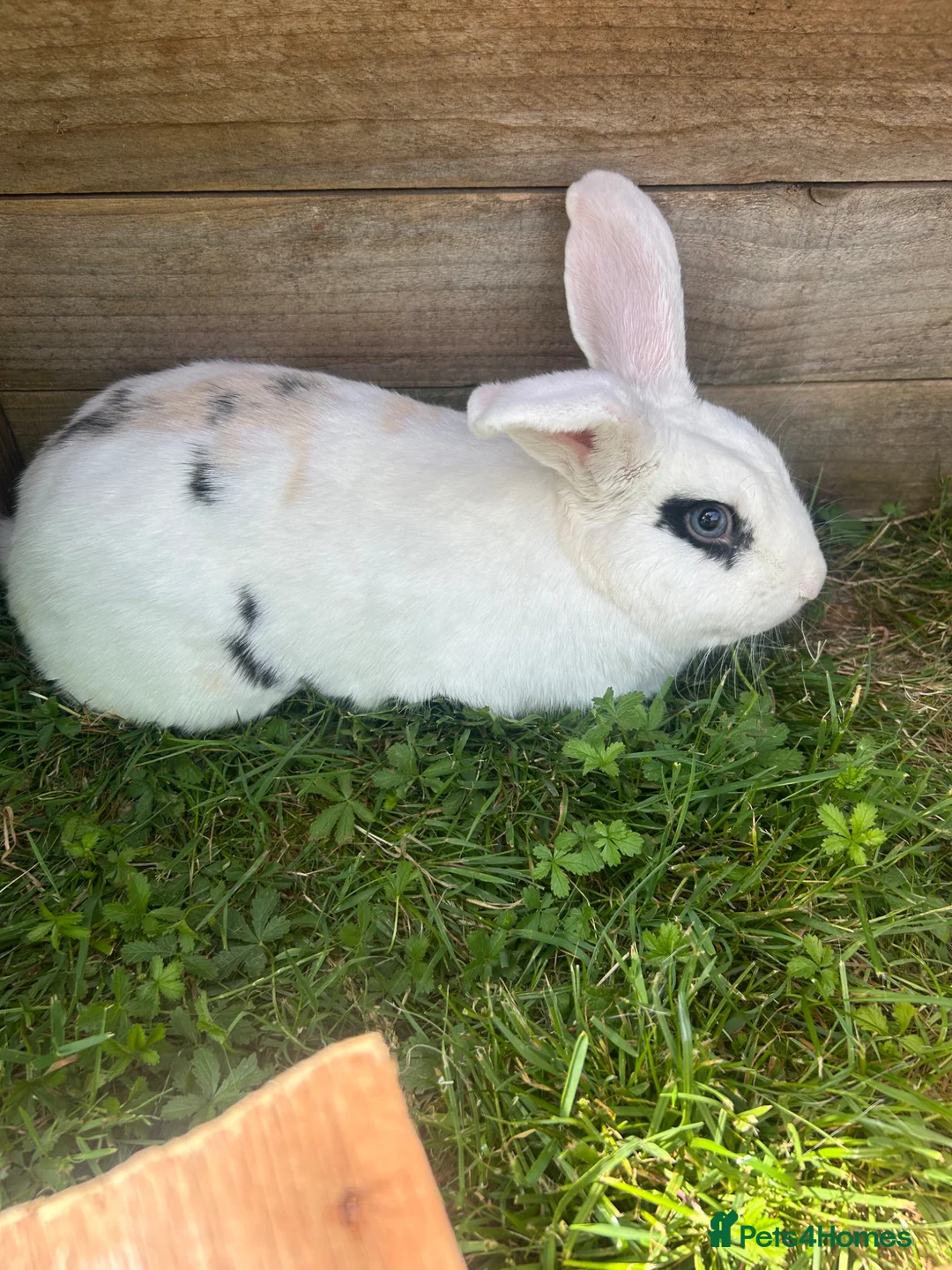 French Lop rabbits for sale: Beautiful super friendly neutered male lop - Advert 1