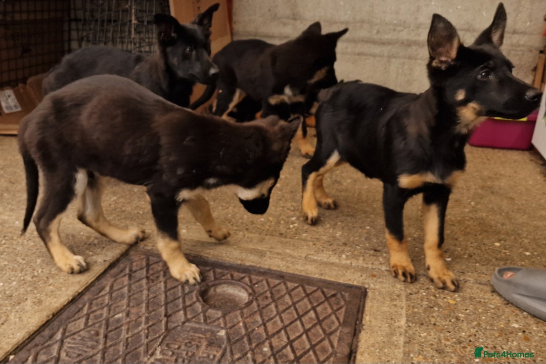 German Shepherd dogs for sale: German shepherd puppies - Image 3