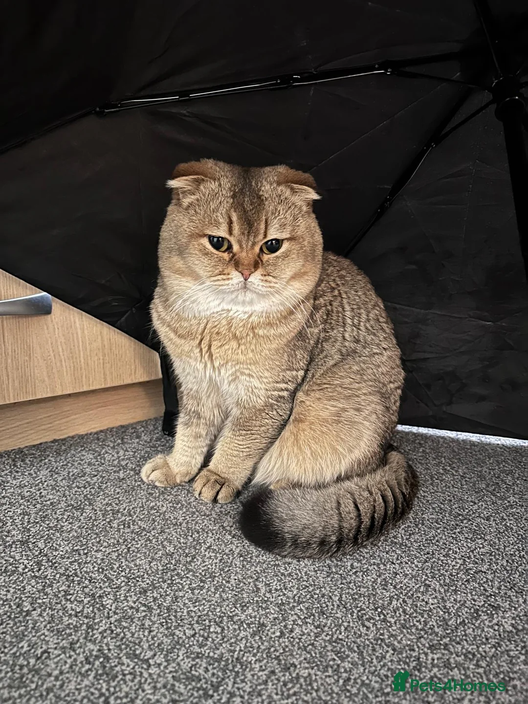 British Shorthair cats for sale: Scottish fold, black golden ticket tabby - Advert 4