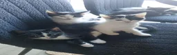 Mixed Breed cats for sale: 5 Beautiful Kittens for sale  - Advert 15