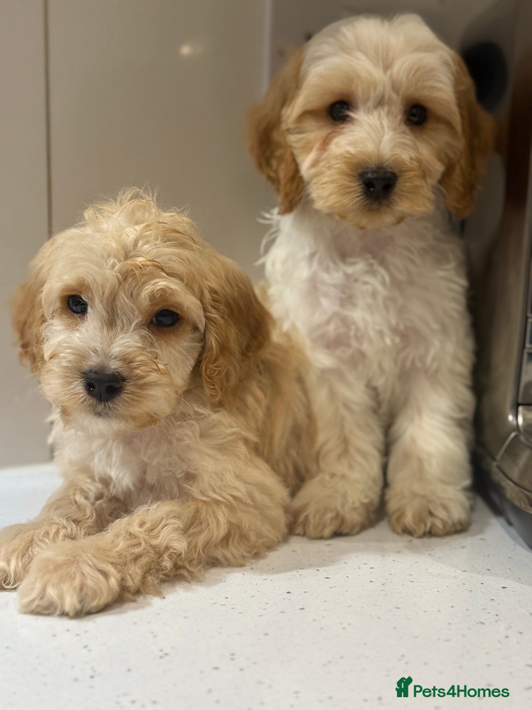 Cavapoo dogs for sale: F1 CAVAPOOS BOYS AND GIRLS - Advert 11