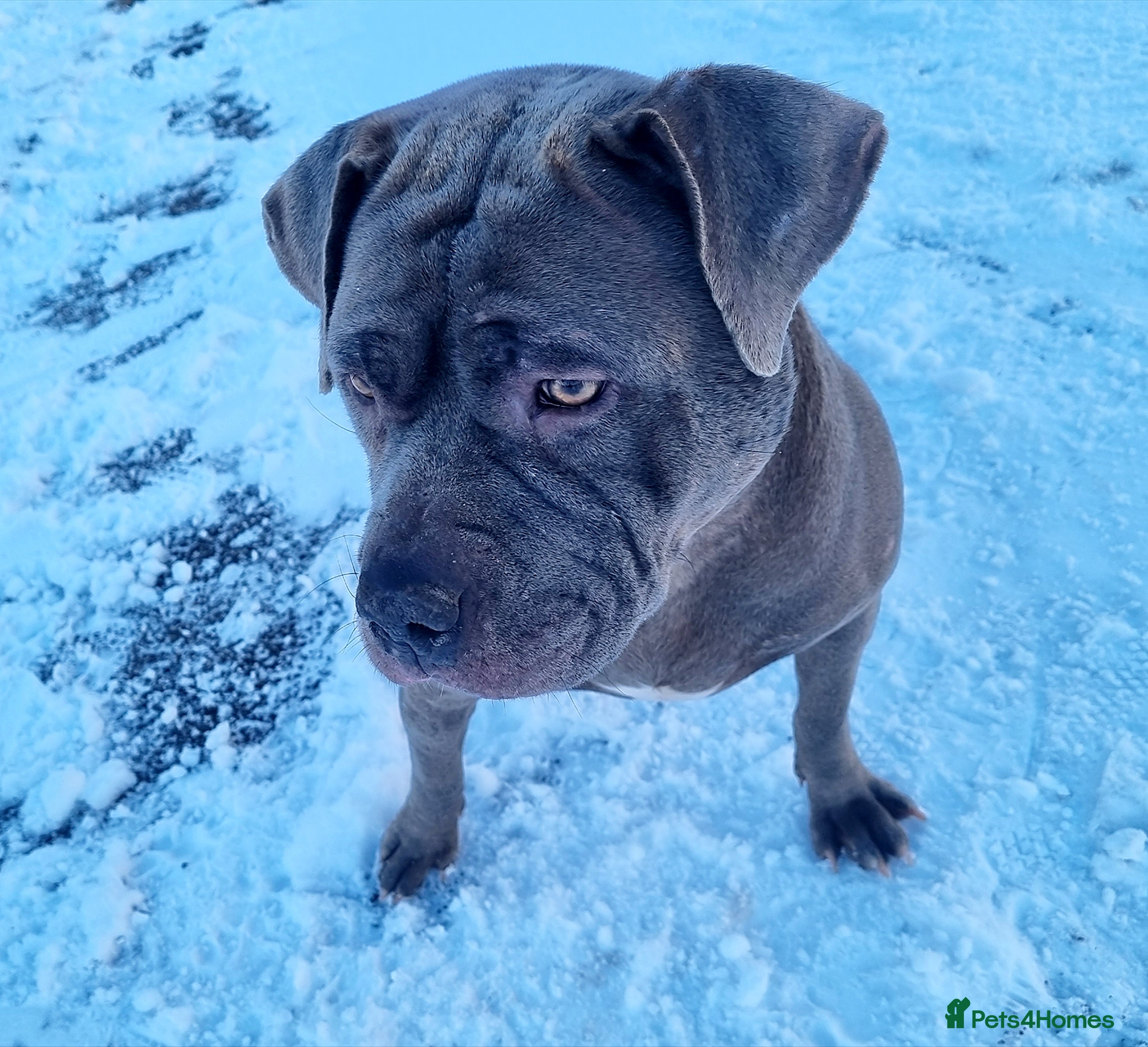 Mixed Breed dogs Staff x  - Advert 2