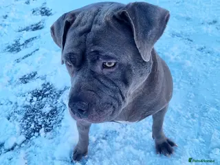 Mixed Breed dogs Staff x - Advert 12