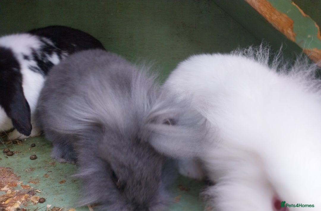 Mini Lion Lop rabbits for sale: Mini Lion Lops. - Image 4