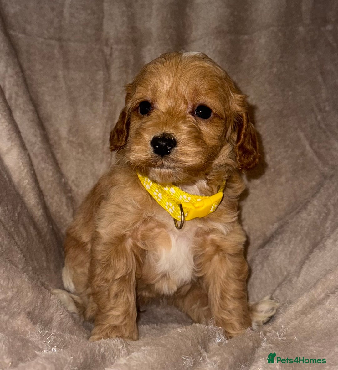 Cockapoo dogs for sale: 7 Cockapoo F1 class Fox red puppies - Advert 4