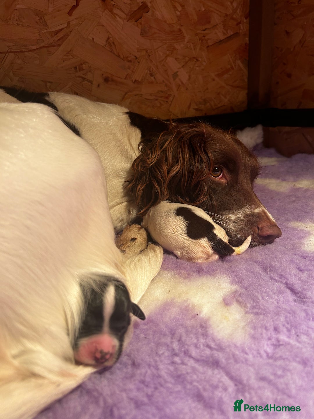 English Springer Spaniel dogs for sale: Working Springer Spaniel Puppies  - Advert 11