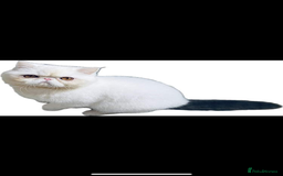 Exotic cats for sale: (Rare odd eye bicolours)🏆Exceptional. - Image 21