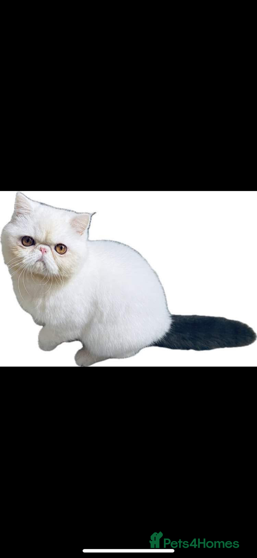 Exotic cats for sale: (Rare odd eye bicolours)🏆Exceptional. - Image 21