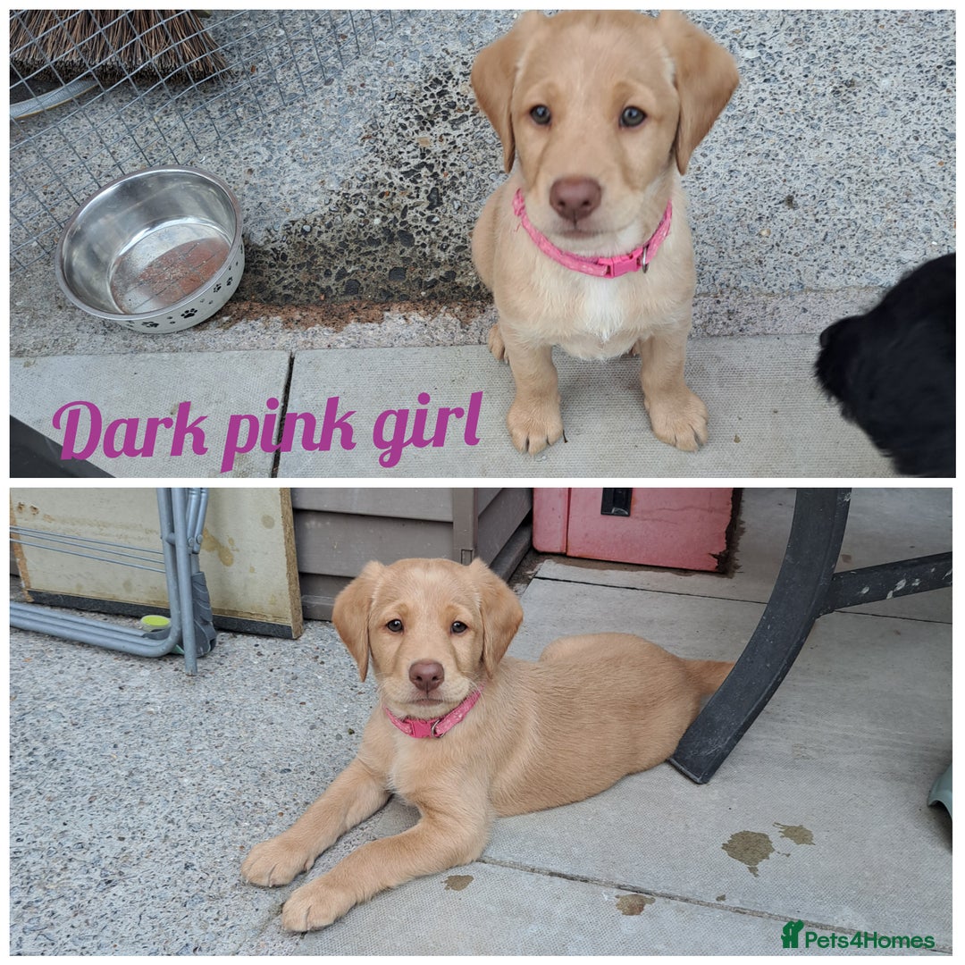 Labradoodle dogs for sale: Labradoodle puppies  - Image 1