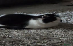 British Shorthair cats for sale: Lovely 3 year old male  - Advert 5