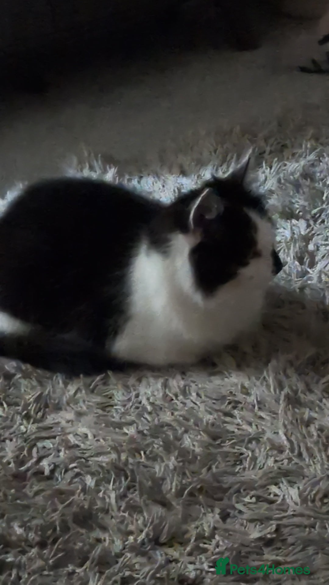 British Shorthair cats for sale: Lovely 3 year old male  - Advert 5