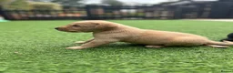 Labrador Retriever dogs for sale: Stunning litter  - Advert 8