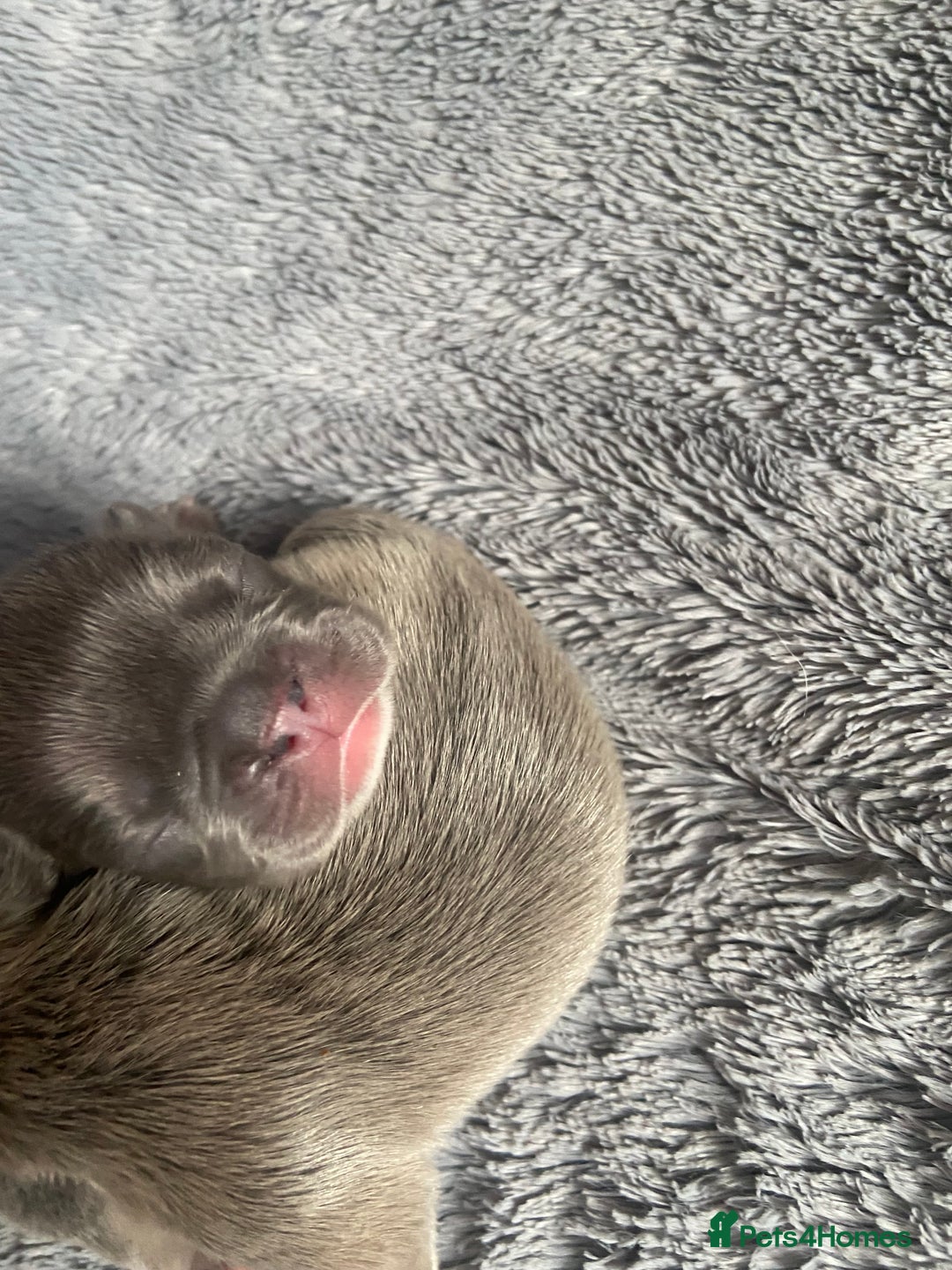 Mixed Breed dogs for sale: French bulldog/English bulldog - Advert 5