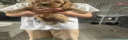 Cavapoo dogs for sale: Cavapoo pups  in Sunderland - Advert 2