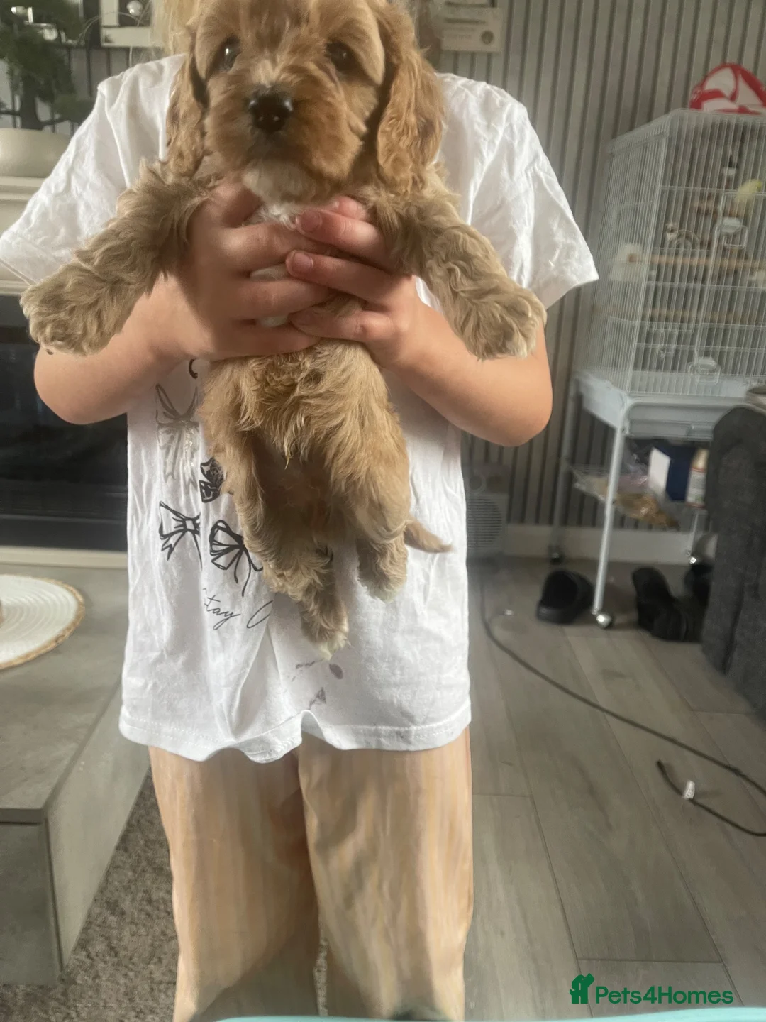 Cavapoo dogs for sale: Cavapoo pups  in Sunderland - Advert 2