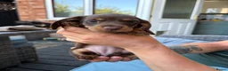 Miniature Dachshund dogs for sale: Miniature dachshund - Advert 3
