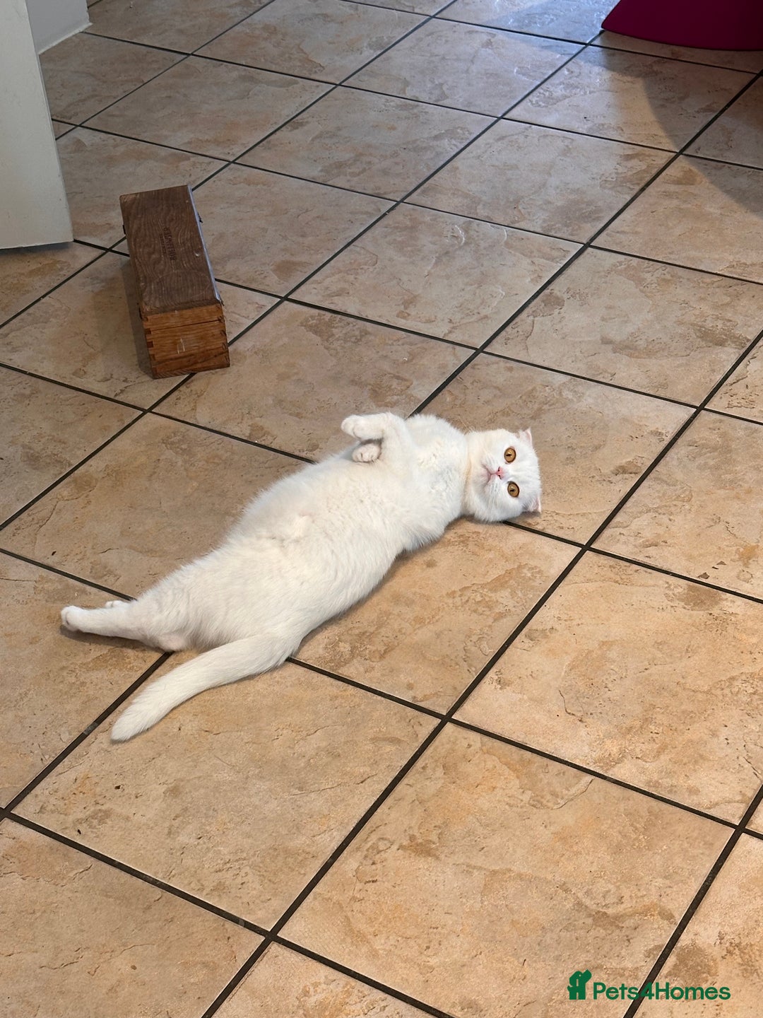 Scottish Fold cats for sale: 3 purring lovebugs - Image 14