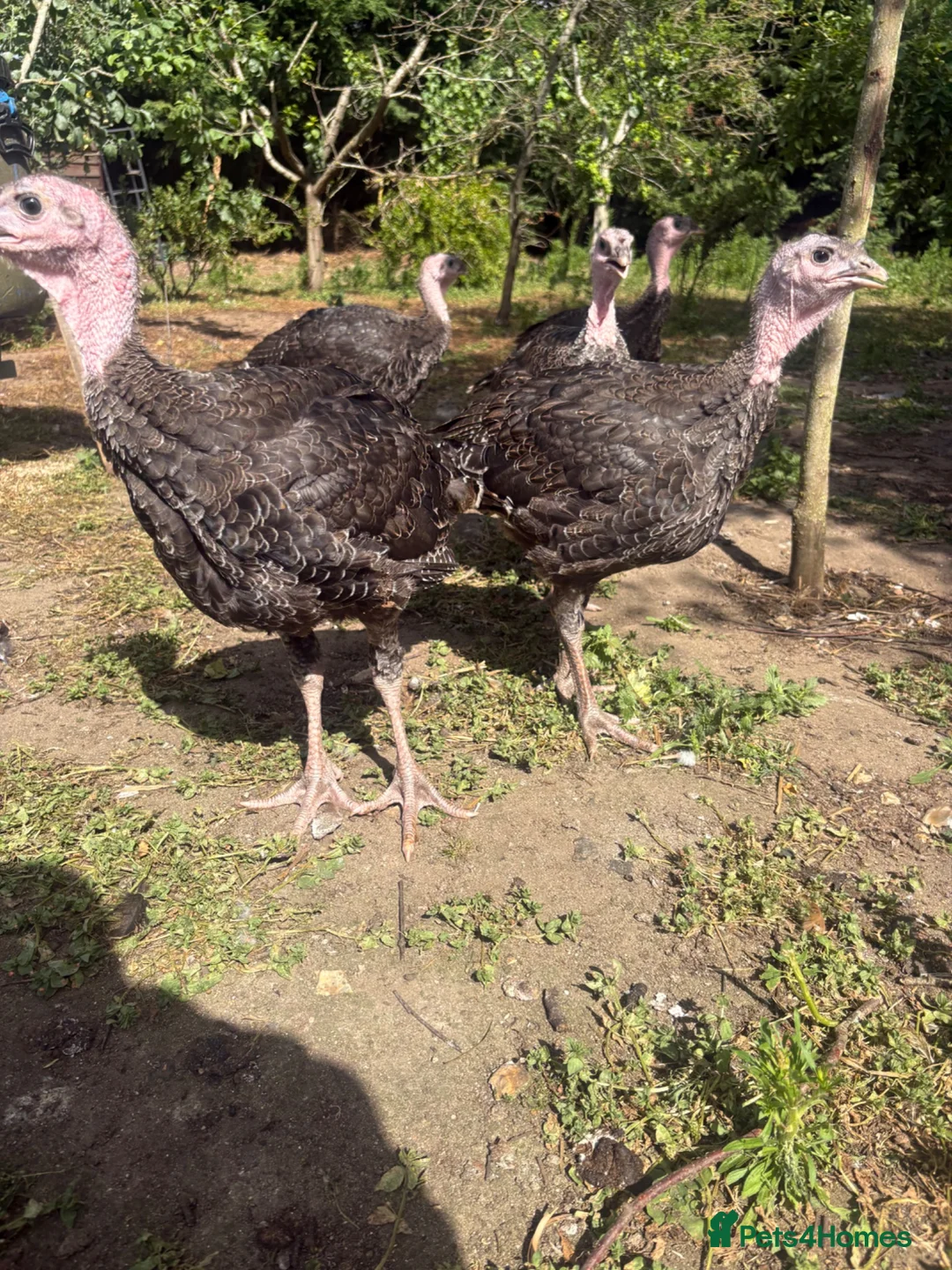 Turkeys poultry for sale: Norfolk bronze turkeys  - Advert 2