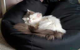 Ragdoll cats for sale: Gorgeous Ragdoll x Persian boy  - Image 1