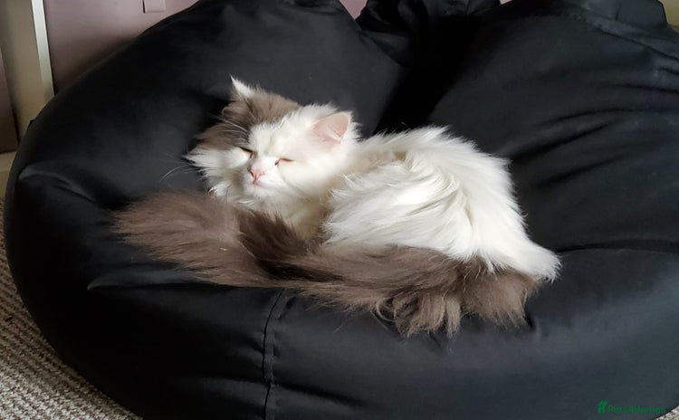 Ragdoll cats - Advert 14