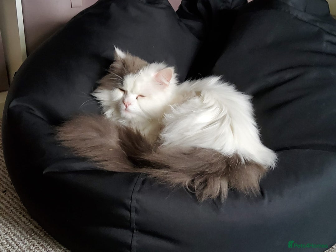 Ragdoll cats for sale: Gorgeous Ragdoll x Persian boy  - Image 1