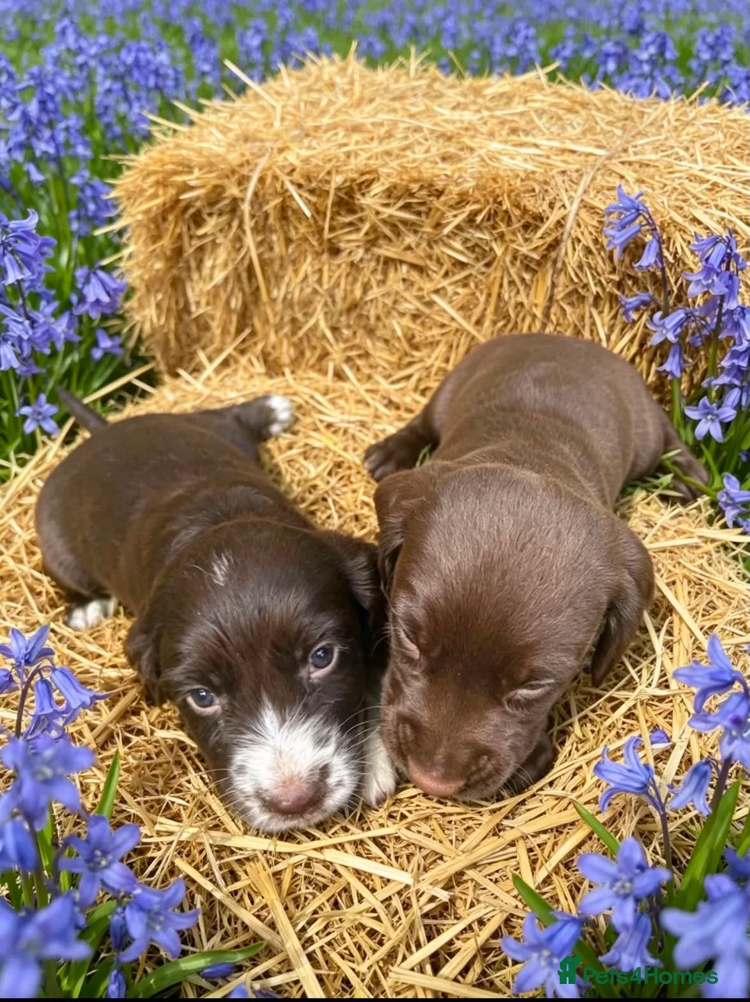 Cocker Spaniel dogs for sale: Beautiful cocker spaniel boys  - Advert 9