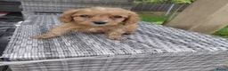 Cavapoo dogs for sale: Stunning f1 cavapoos - Advert 4
