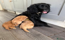 Cockapoo dogs for sale: Cockapoo puppies F1B - Image 33