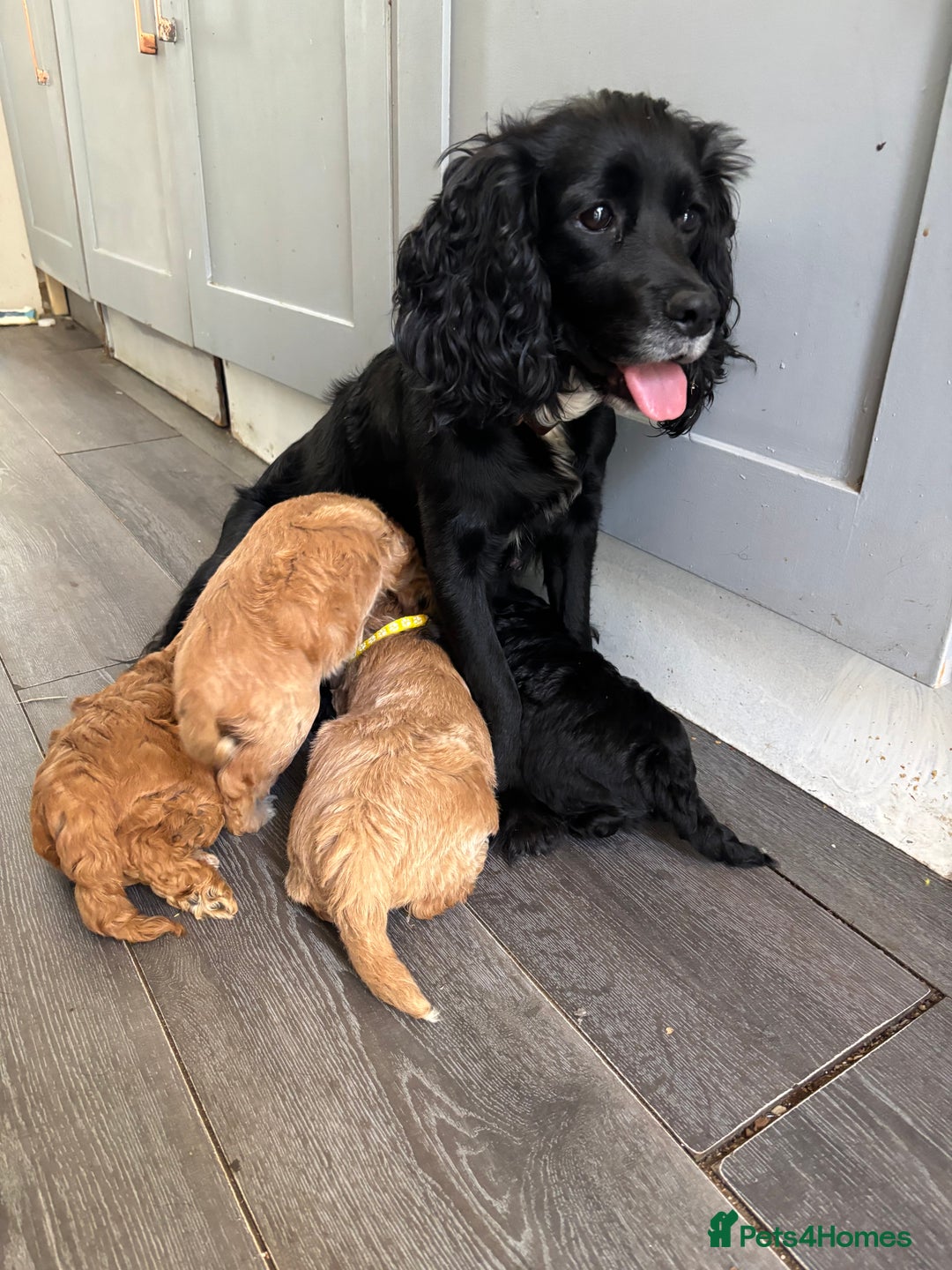 Cockapoo dogs for sale: Cockapoo puppies F1B - Image 33