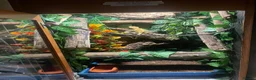 Gecko reptiles for sale: 3 GORGEOUS ADULT CRESTED GECKOS - Advert 5
