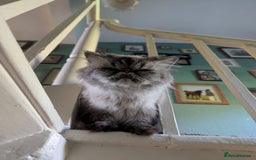 Persian cats for sale: White and chinchilla pure doll faced Persian  - Advert 4