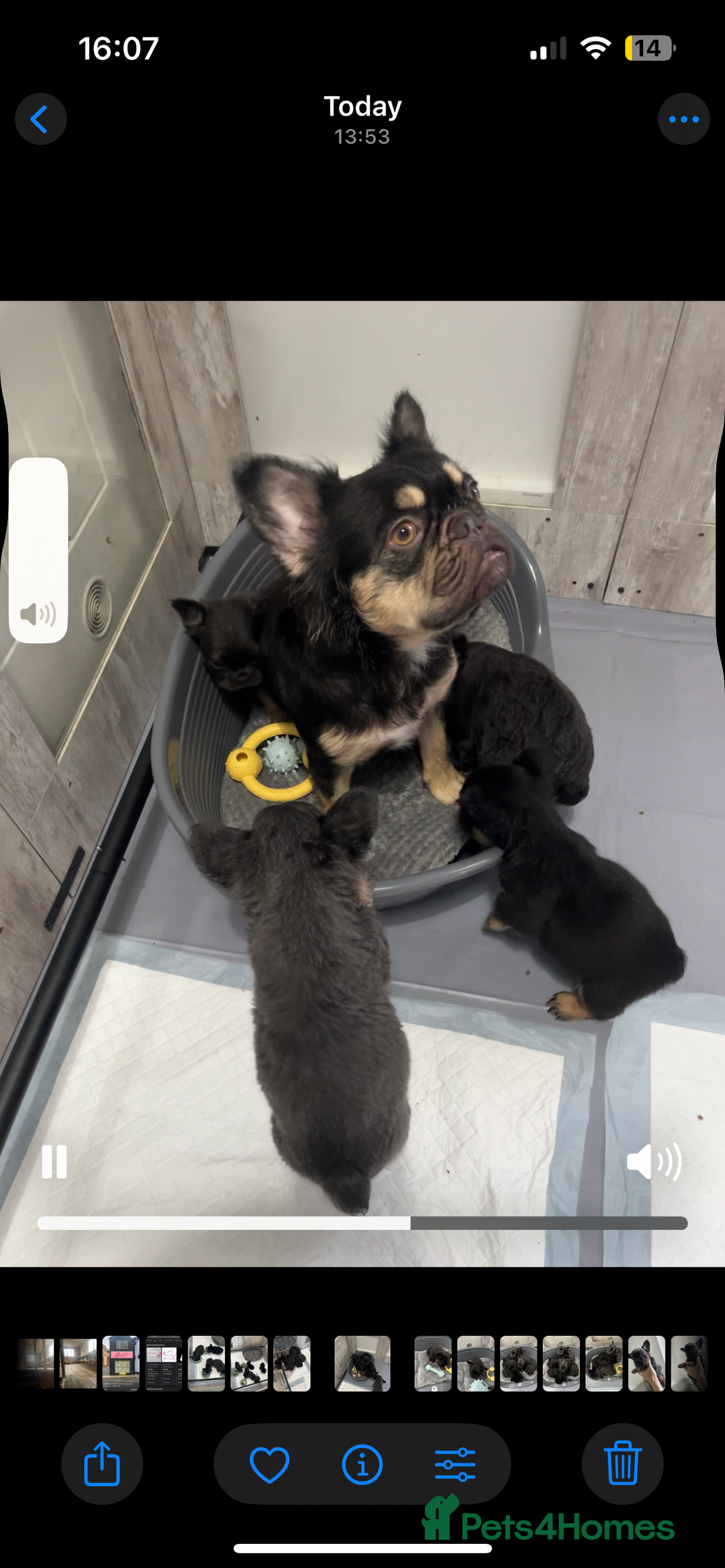 French Bulldog dogs for sale: Beautiful full fluffy frenchies  - Advert 34