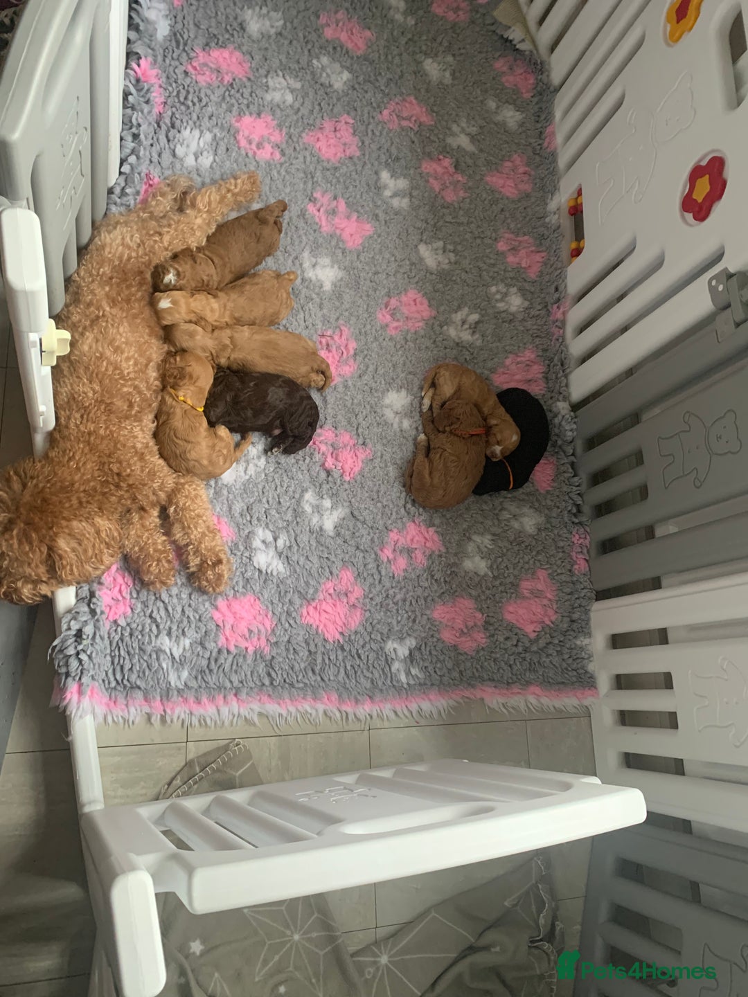 Cockapoo dogs for sale: Cockapoo - Advert 18