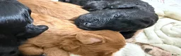 Cockapoo dogs for sale: 4 beautiful cockapoos  in Wrexham - Advert 10