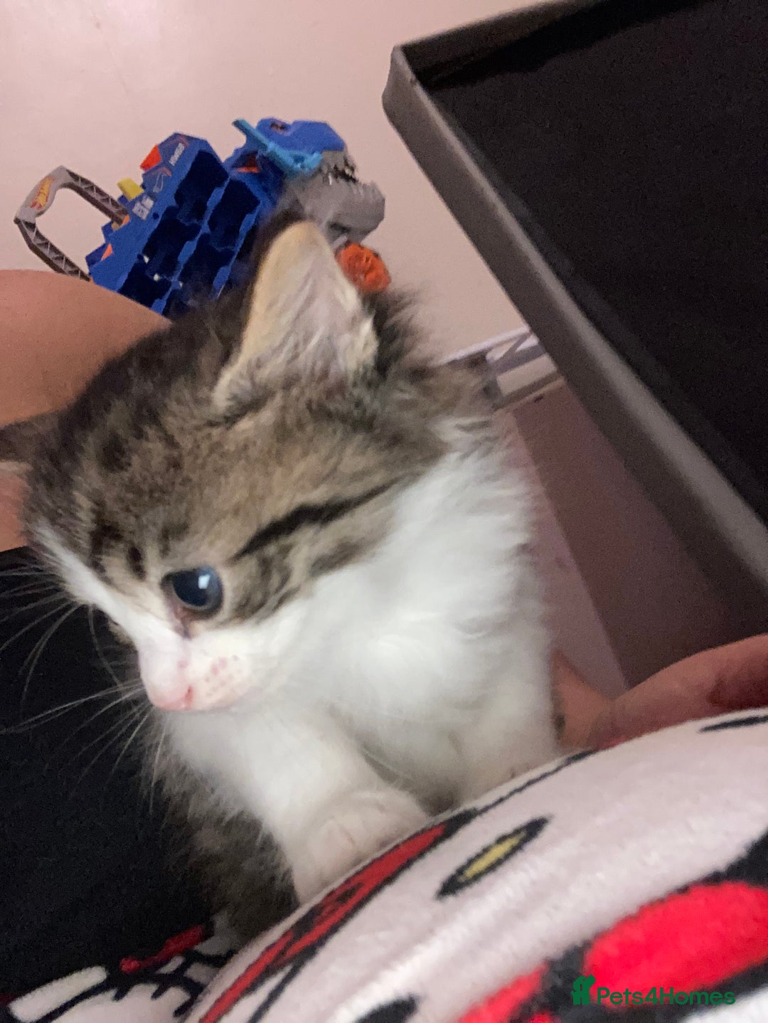 Mixed Breed cats for sale: 3 beautiful kittens  - Image 4
