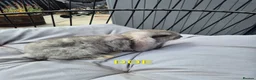 French Lop rabbits for sale: Beautiful baby french lops  - Advert 6