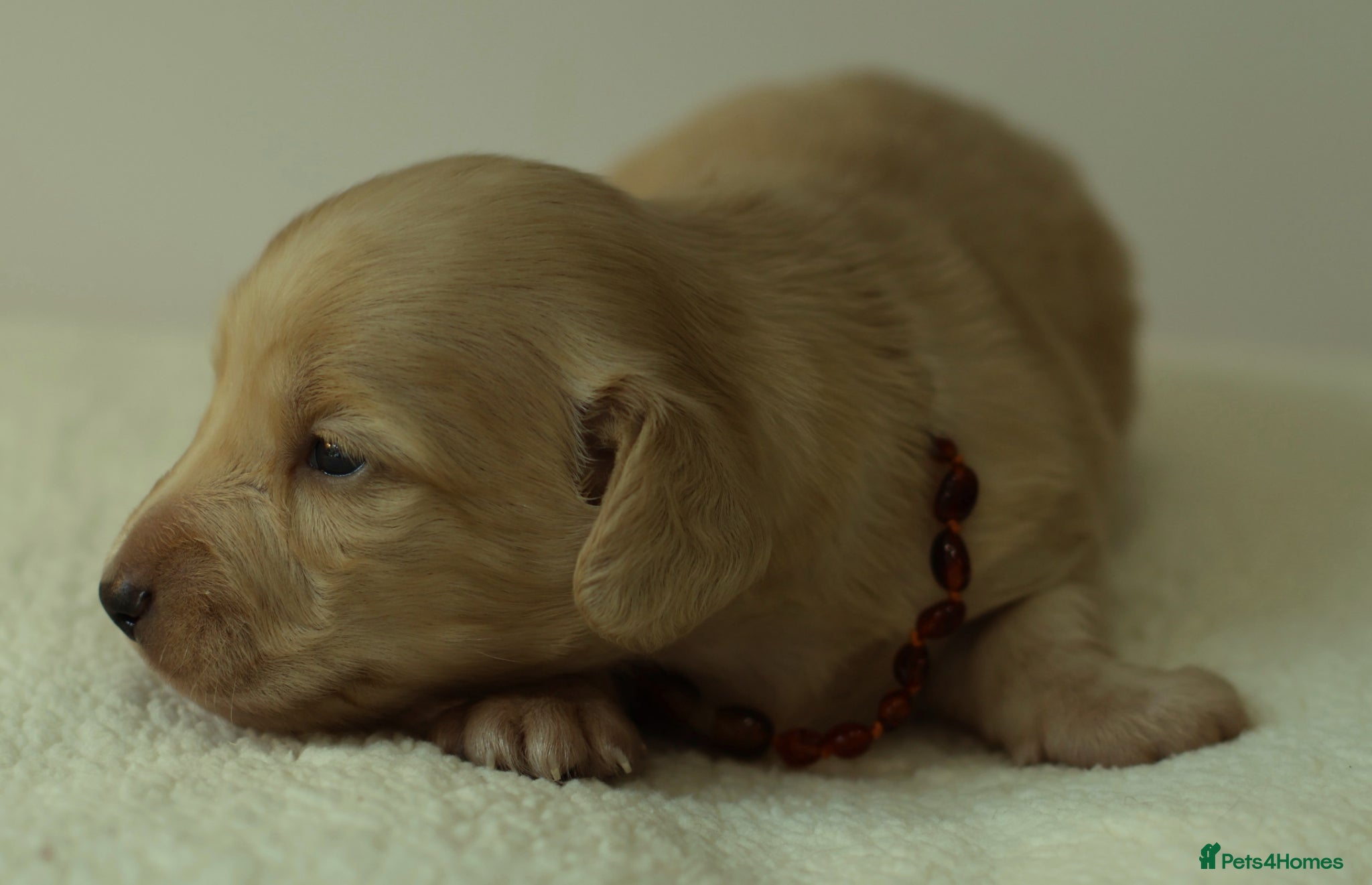 Miniature Dachshund dogs 5*Licensed+Cream+Long Hair+KC+VetChecked+PRAClear - Advert 2