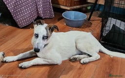 Mixed Breed dogs for adoption: Enzo 10 months old  - Image 4