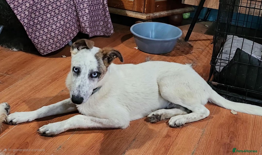Mixed Breed dogs for adoption: Enzo 10 months old  - Image 4