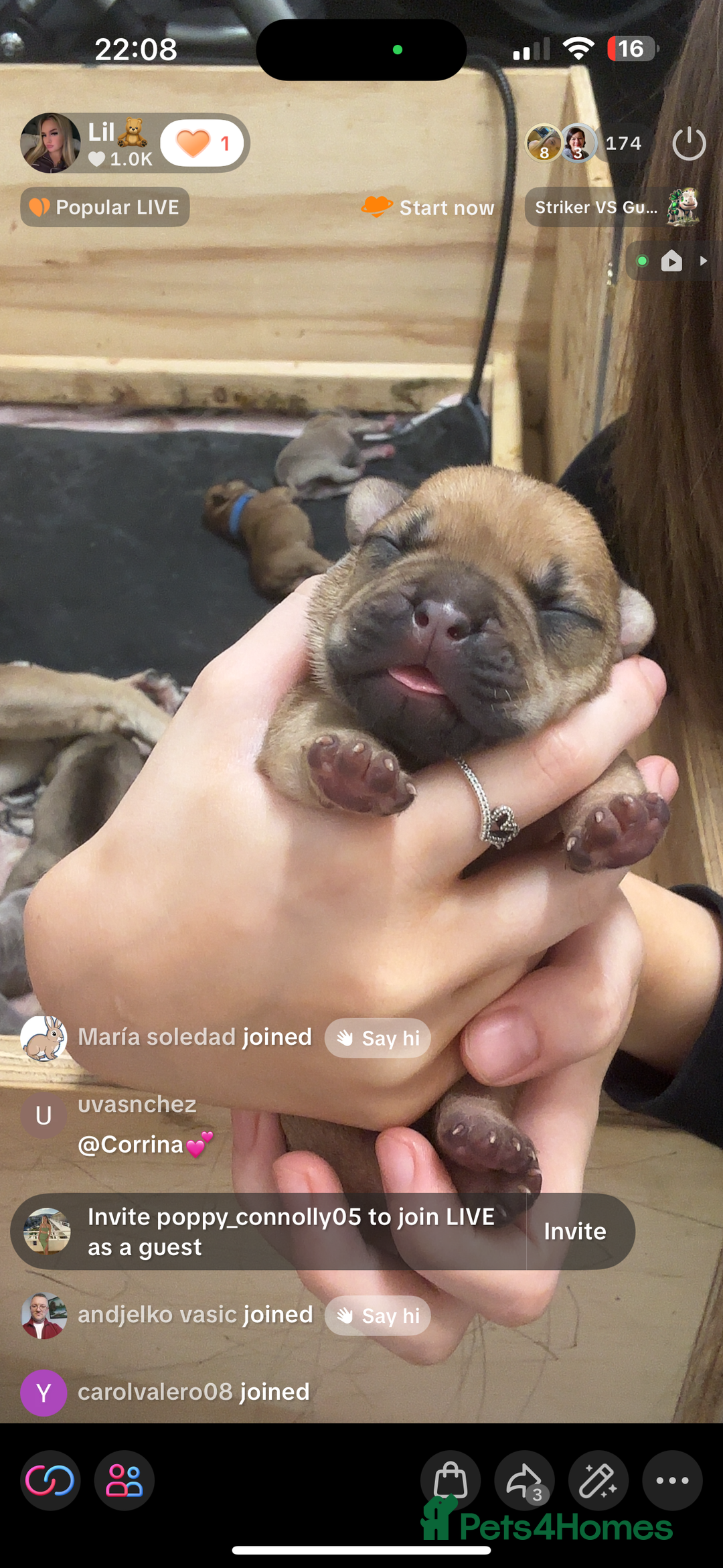 Mixed Breed dogs for sale: Dual pregnancy  - Image 4