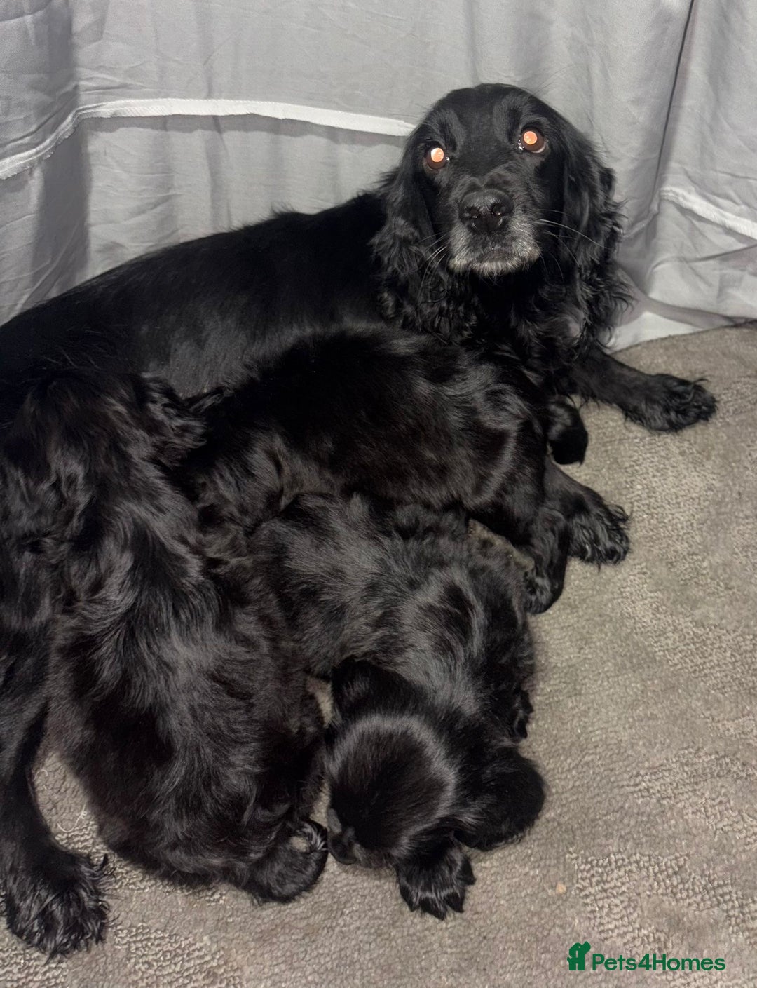 Cocker Spaniel dogs for sale: ADORABLE 🥰 SHOW TYPE COCKER SPAINEL PUPPIES 🐶  - Advert 4