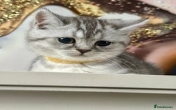 British Shorthair cats for sale: GCCF British short hair kittens for loving homes  - Image 16