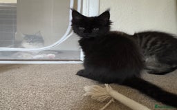 Maine Coon cats for sale: Ready Now! Conancoon GCCF Registered Maine Coon - Image 27