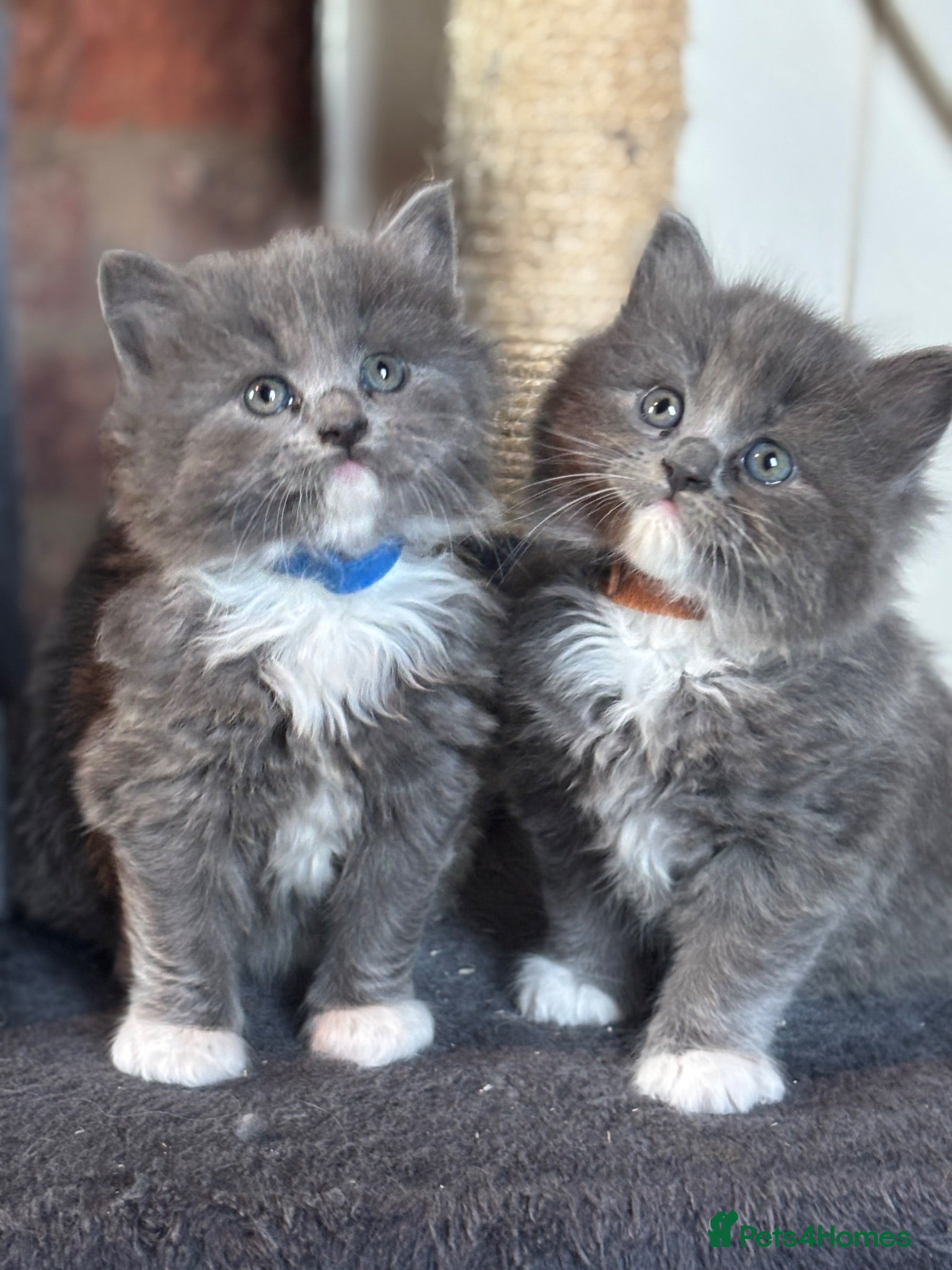British Shorthair cats Ragdoll x British shorthair - Advert 15