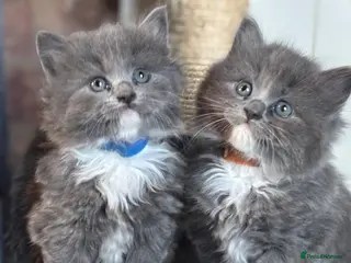 British Shorthair cats Ragdoll x British shorthair - Advert 15